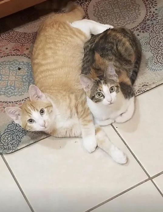 Troy & Wentzville Veterinary Clinics Picture 7