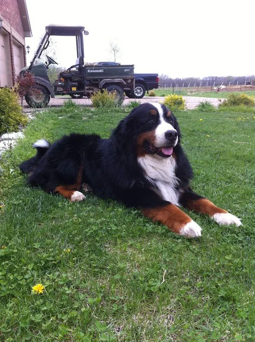 Troy & Wentzville Veterinary Clinics Picture 10