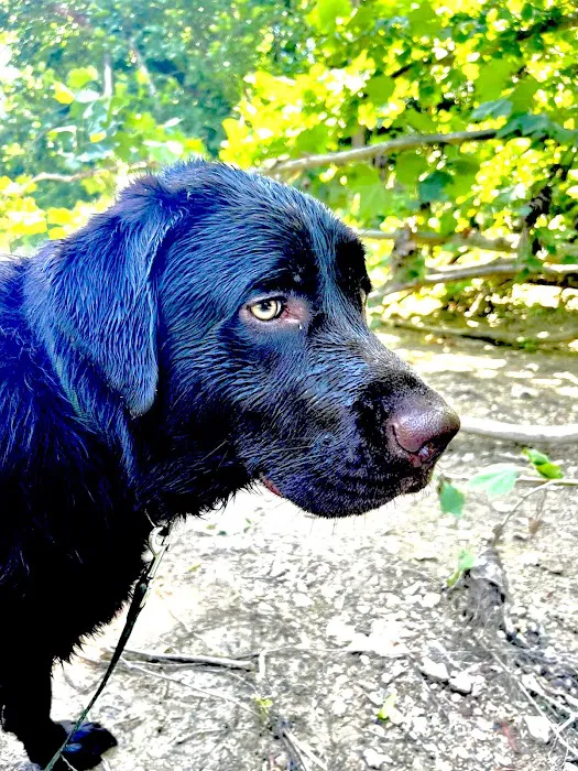 Troy & Wentzville Veterinary Clinics Picture 9