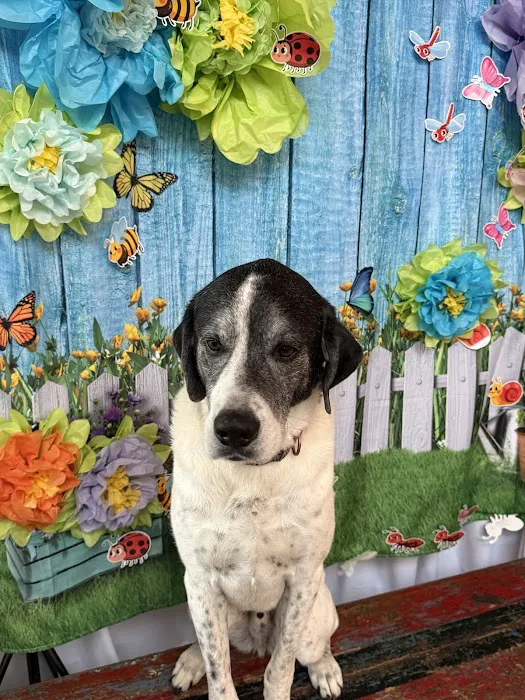 Troy & Wentzville Veterinary Clinics Picture 8