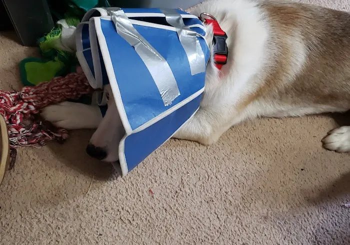 Brinker Dorothy H DVM Picture 1