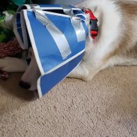 Brinker Dorothy H DVM ico