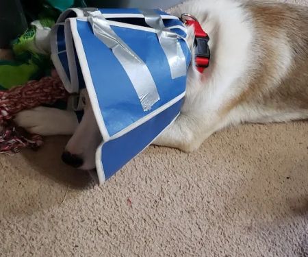 Brinker Dorothy H DVM