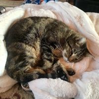 Franklin County Animal Medical Center ico