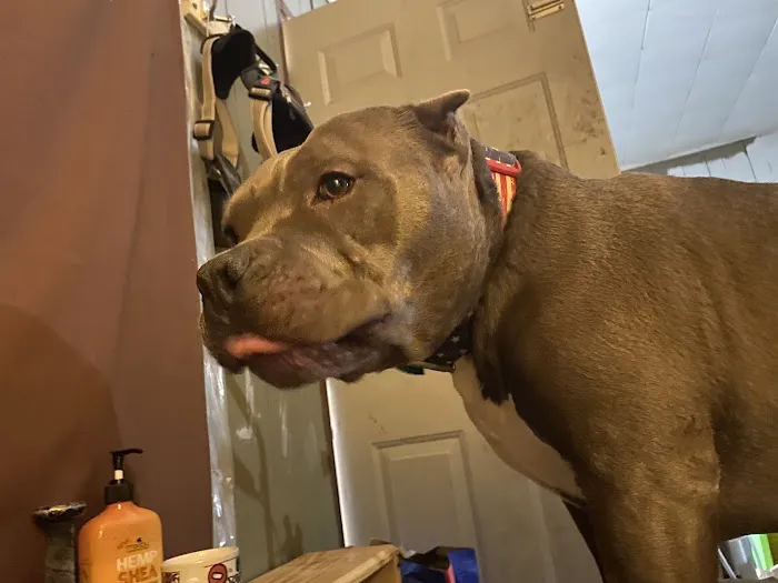 Franklin County Animal Medical Center Picture 6