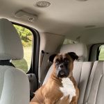 Animal Hospital of Washington