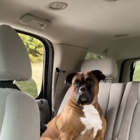 Animal Hospital of Washington ico