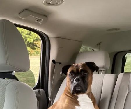 Animal Hospital of Washington