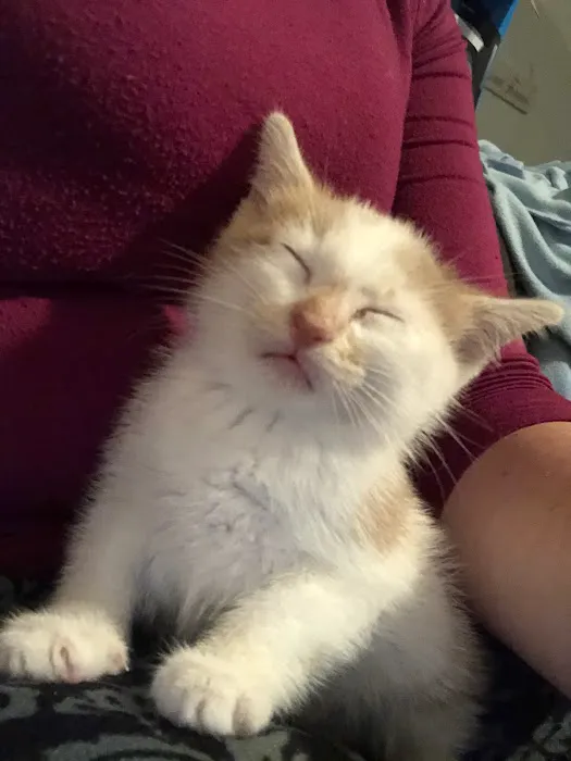 Animal Hospital of Washington Picture 5