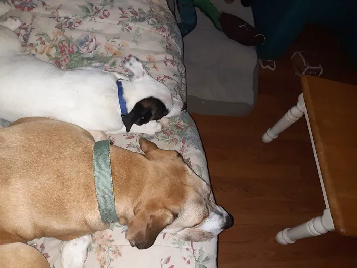 Animal Hospital of Washington Picture 7