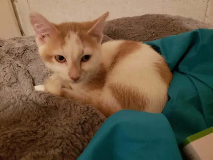 Animal Hospital of Washington Picture 4