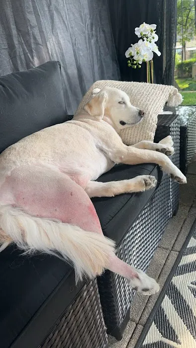 Animal Hospital of Washington Picture 3