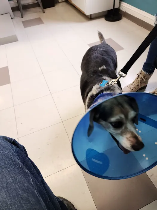 Animal Hospital of Washington Picture 8