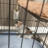 Animal Hospital of Washington: Smith Dan DVM ico