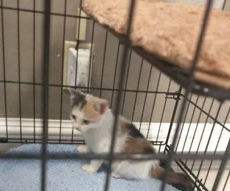 Animal Hospital of Washington: Smith Dan DVM