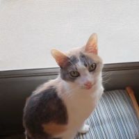 Animal Care Clinic of Washington ico