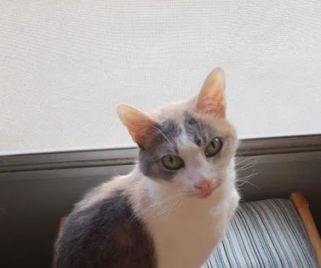 Animal Care Clinic of Washington