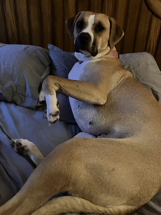 Animal Care Clinic of Washington Picture 4