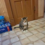 Washington Veterinary Clinic