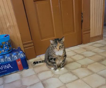 Washington Veterinary Clinic