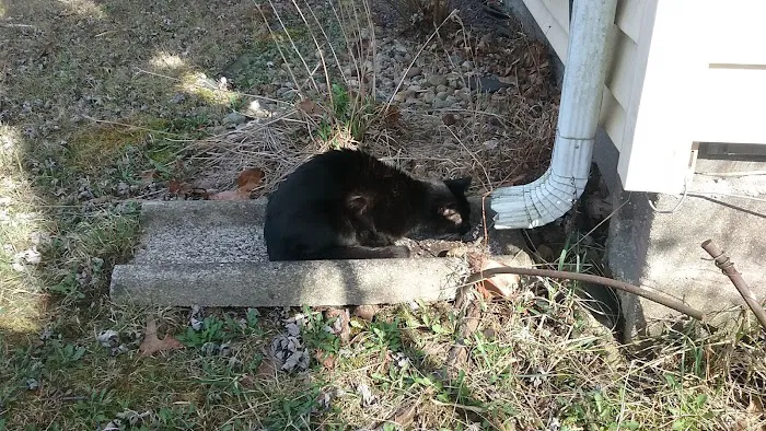 Washington Veterinary Clinic Picture 5