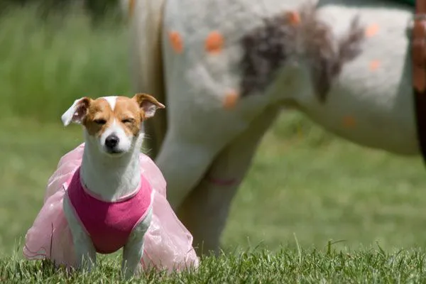 Pet Station Picture 3