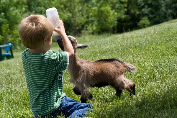 Pet Station Picture 2