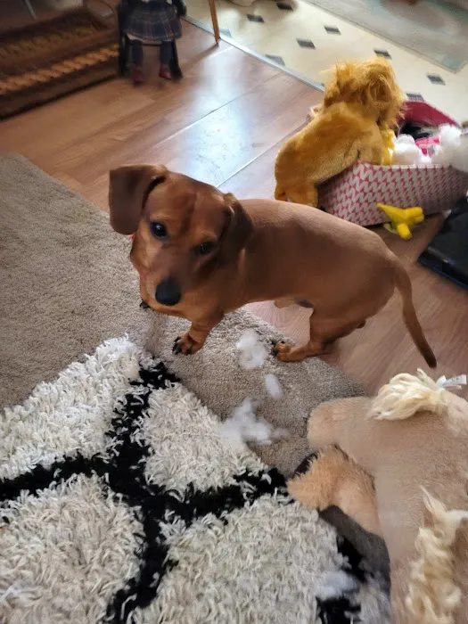 Pet Station Picture 4