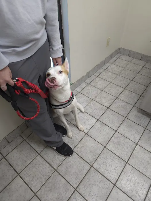 Pet Station Picture 8