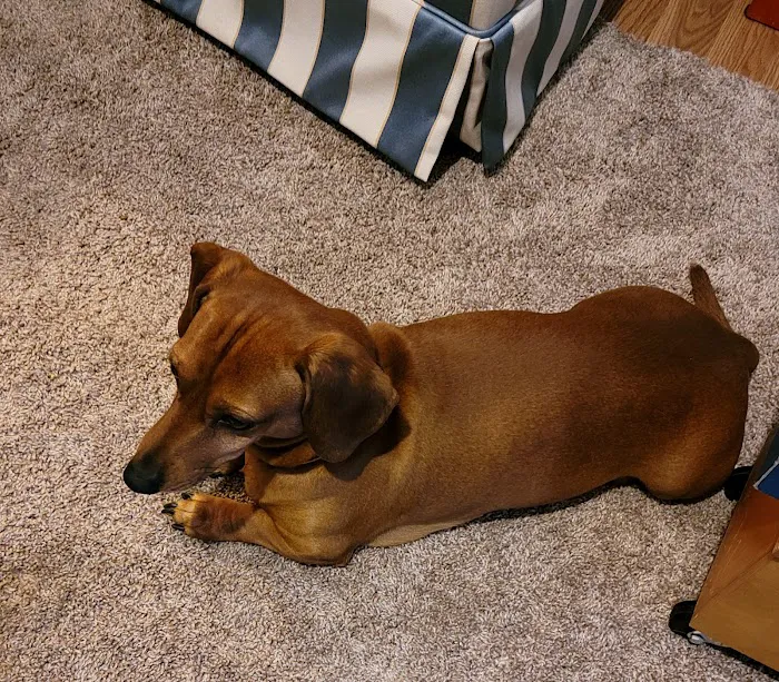 Pet Station Picture 6