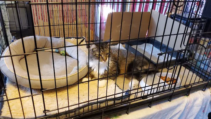 Pet Station Picture 7