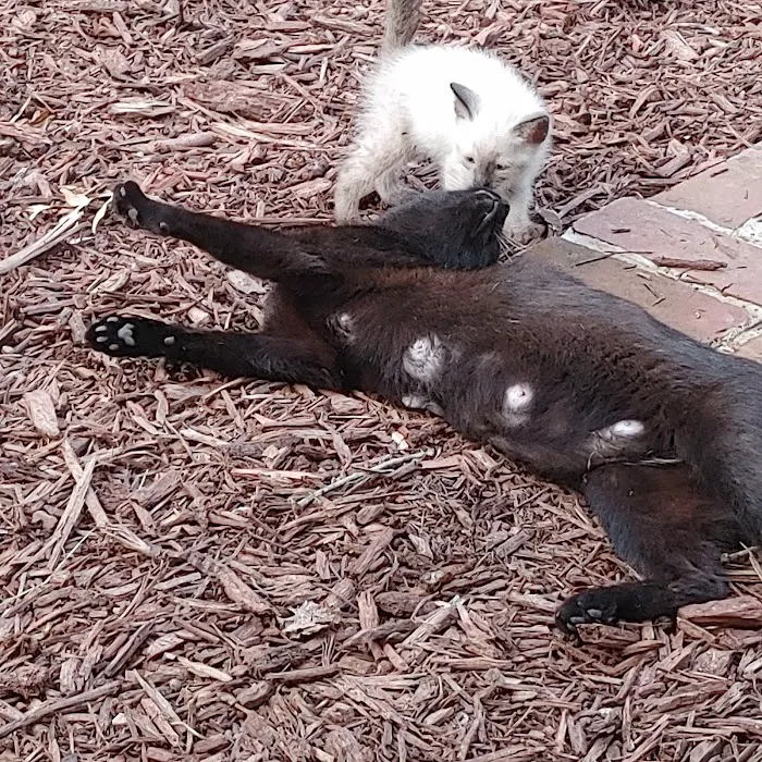 Pet Station Picture 10