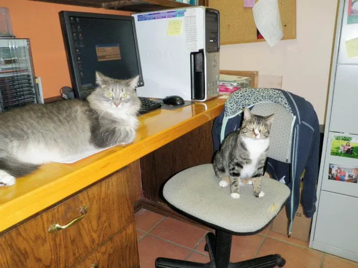 Pet Station Picture 9