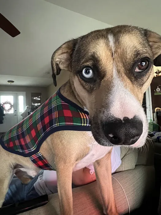 Animal Clinic Of Union Picture 1