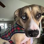 Animal Clinic Of Union