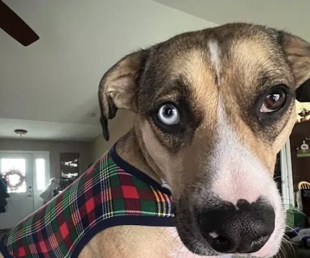 Animal Clinic Of Union