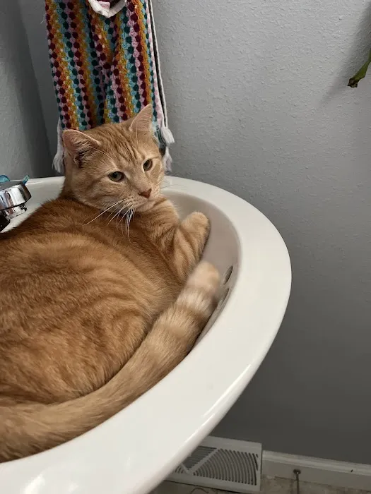 Animal Clinic Of Union Picture 4