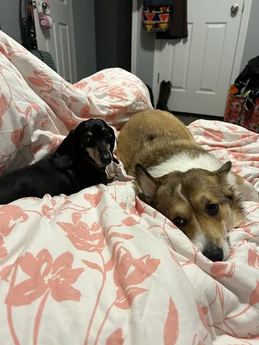 Animal Clinic Of Union Picture 3