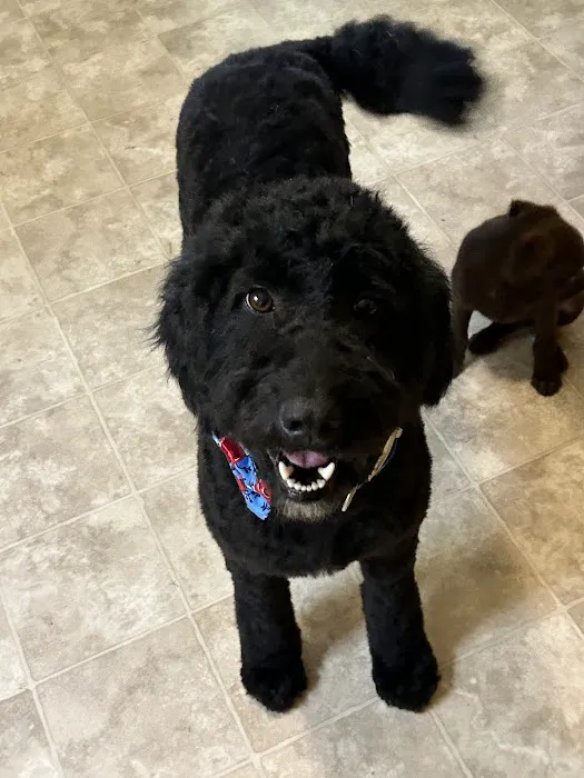 Animal Clinic Of Union Picture 6