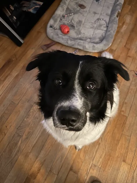 Animal Clinic Of Union Picture 8