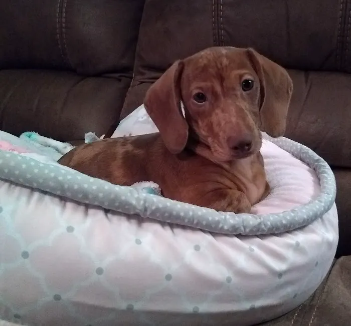 Animal Clinic Of Union Picture 9