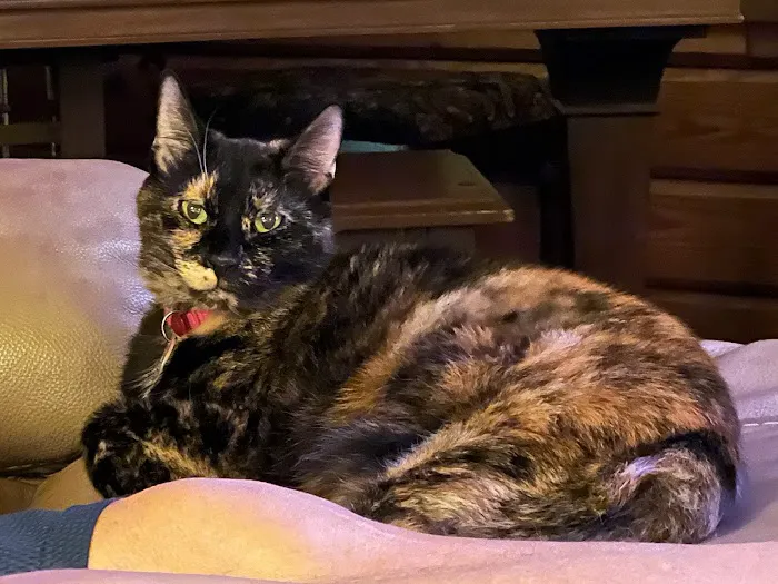 Southside Veterinary Clinic Picture 1