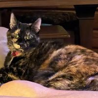 Southside Veterinary Clinic ico