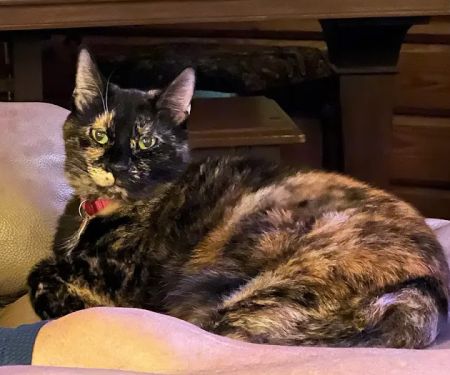 Southside Veterinary Clinic