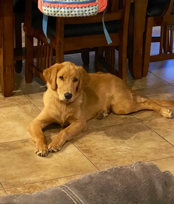 Southside Veterinary Clinic Picture 5