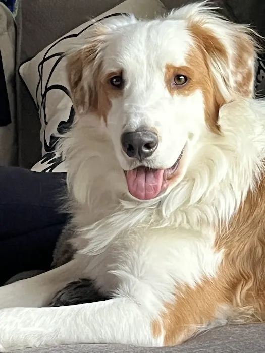 Southside Veterinary Clinic Picture 7