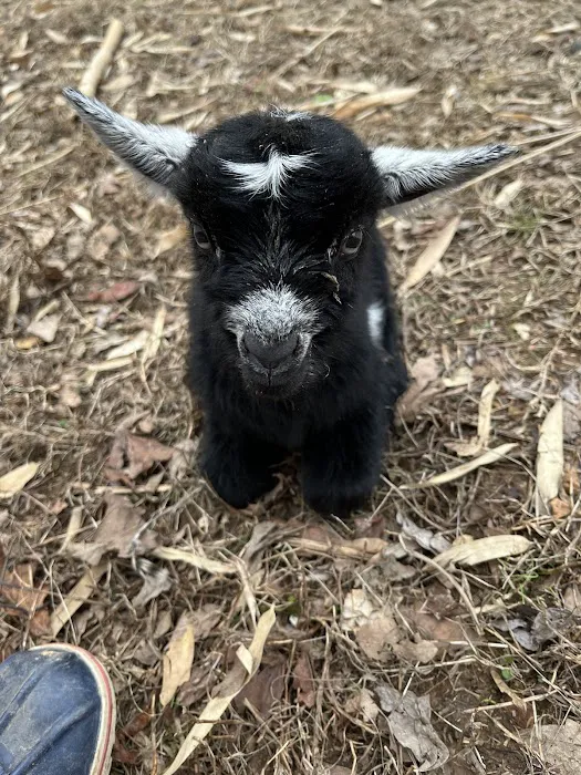 Southside Veterinary Clinic Picture 6