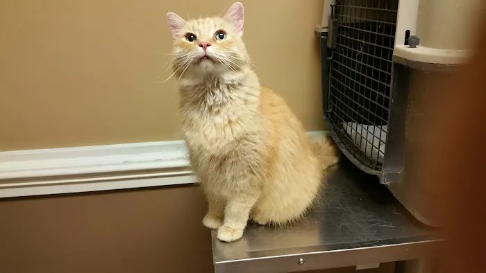 Southside Veterinary Clinic Picture 8