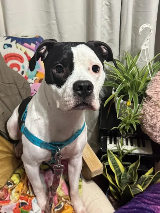 Jackson Animal Clinic Picture 1