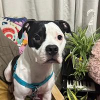 Jackson Animal Clinic ico